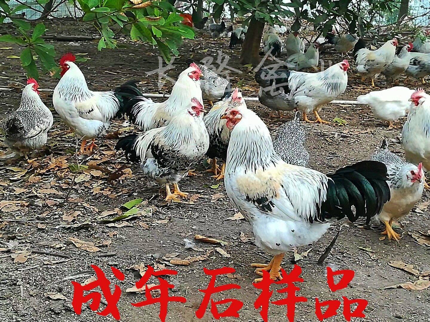 大种白芦花鸡苗