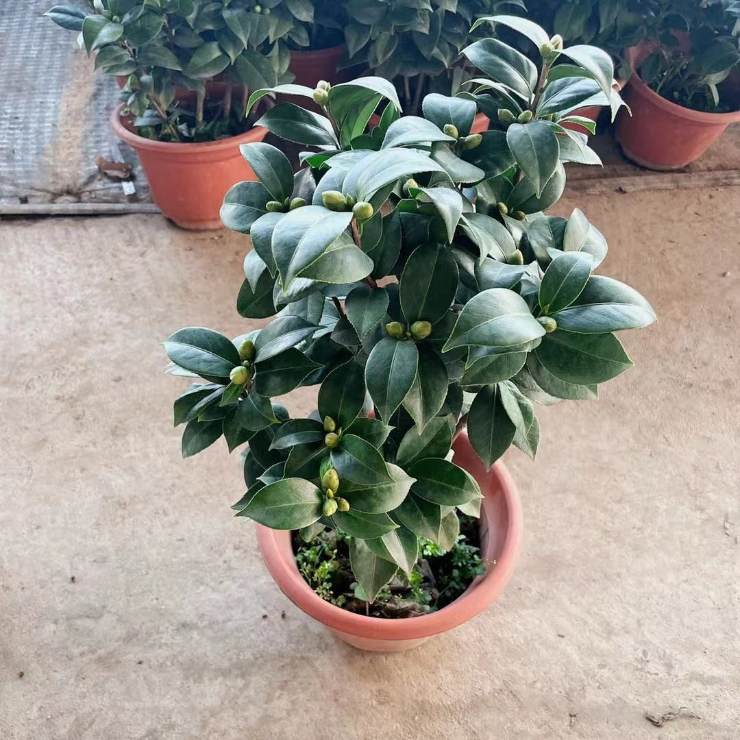 茶花树 30~50cm 