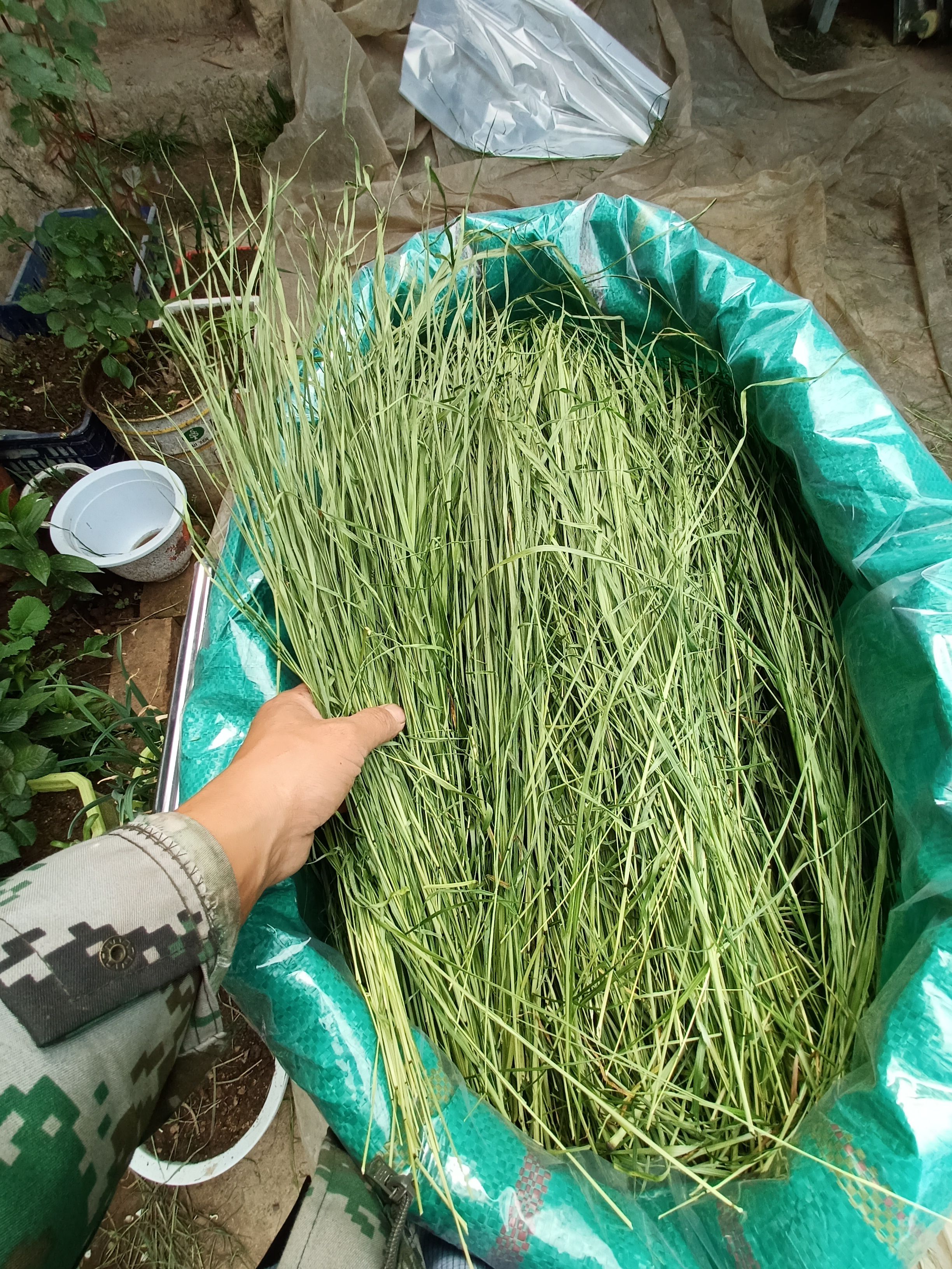 23年烘干提摩西草，干草饲料适合各种宠物龙猫