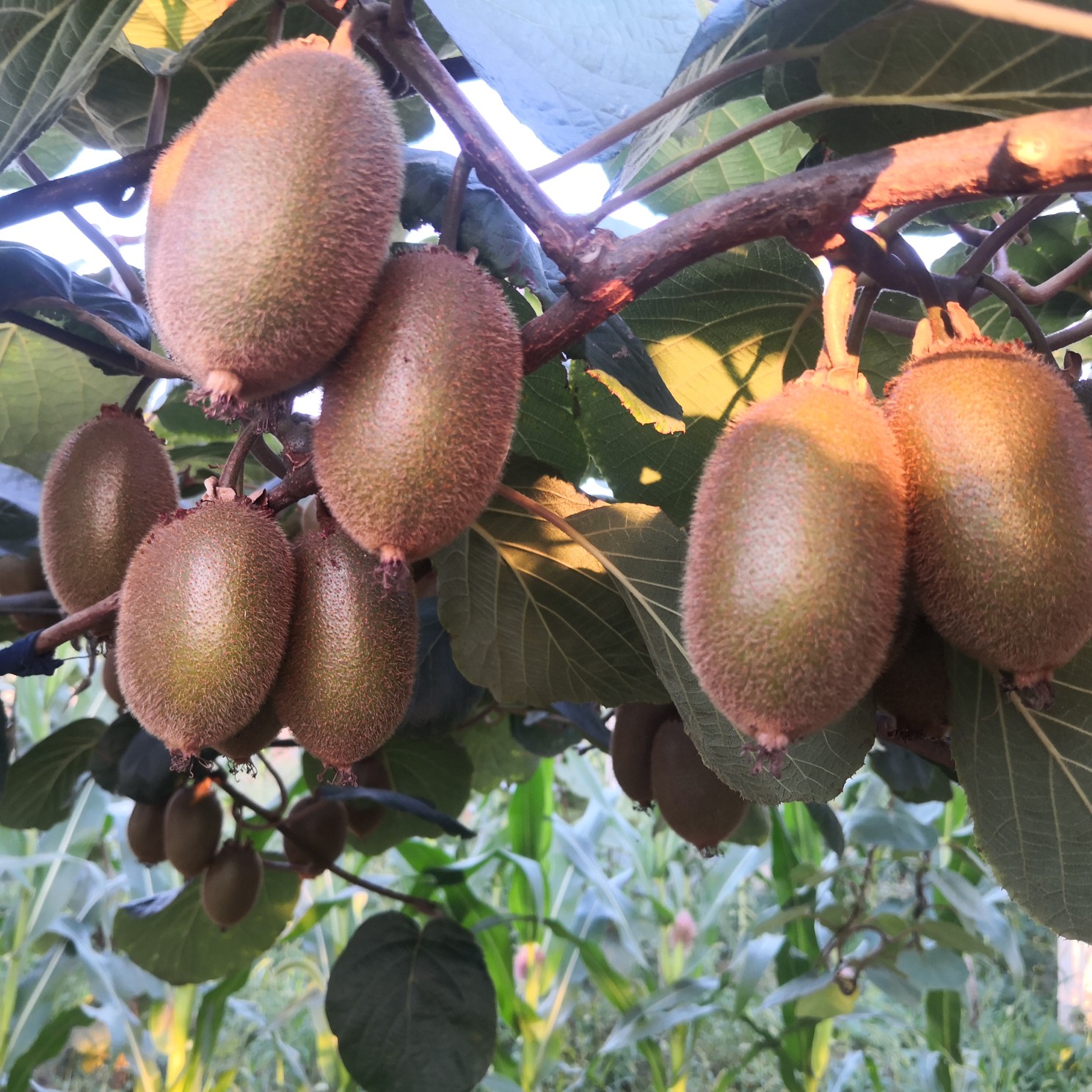 翠香猕猴桃 农家果园翠香猕胡桃产自猕胡桃之乡