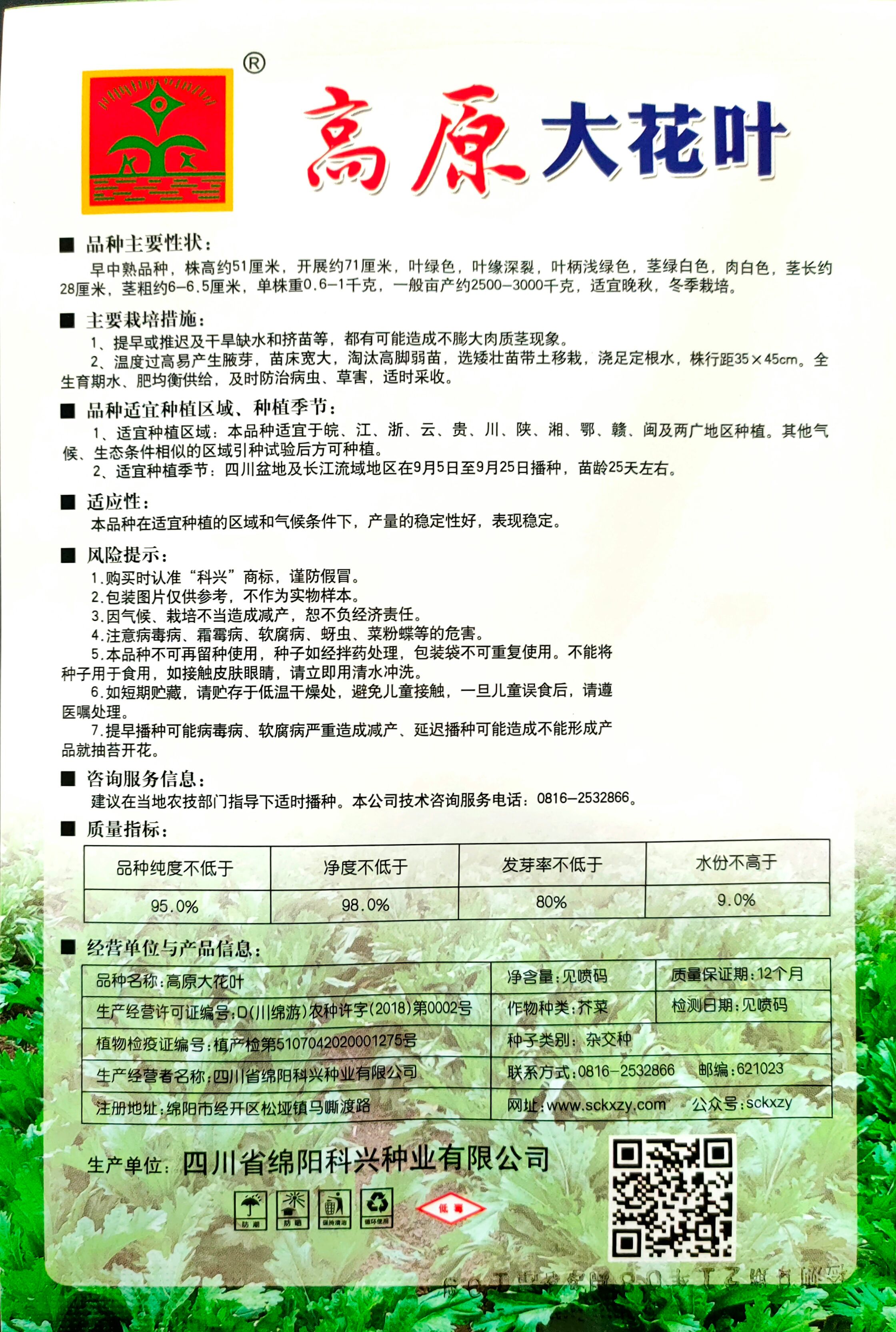 芥菜种子 花叶棒菜种子高海拔地带推荐品种节间稀无腋芽
