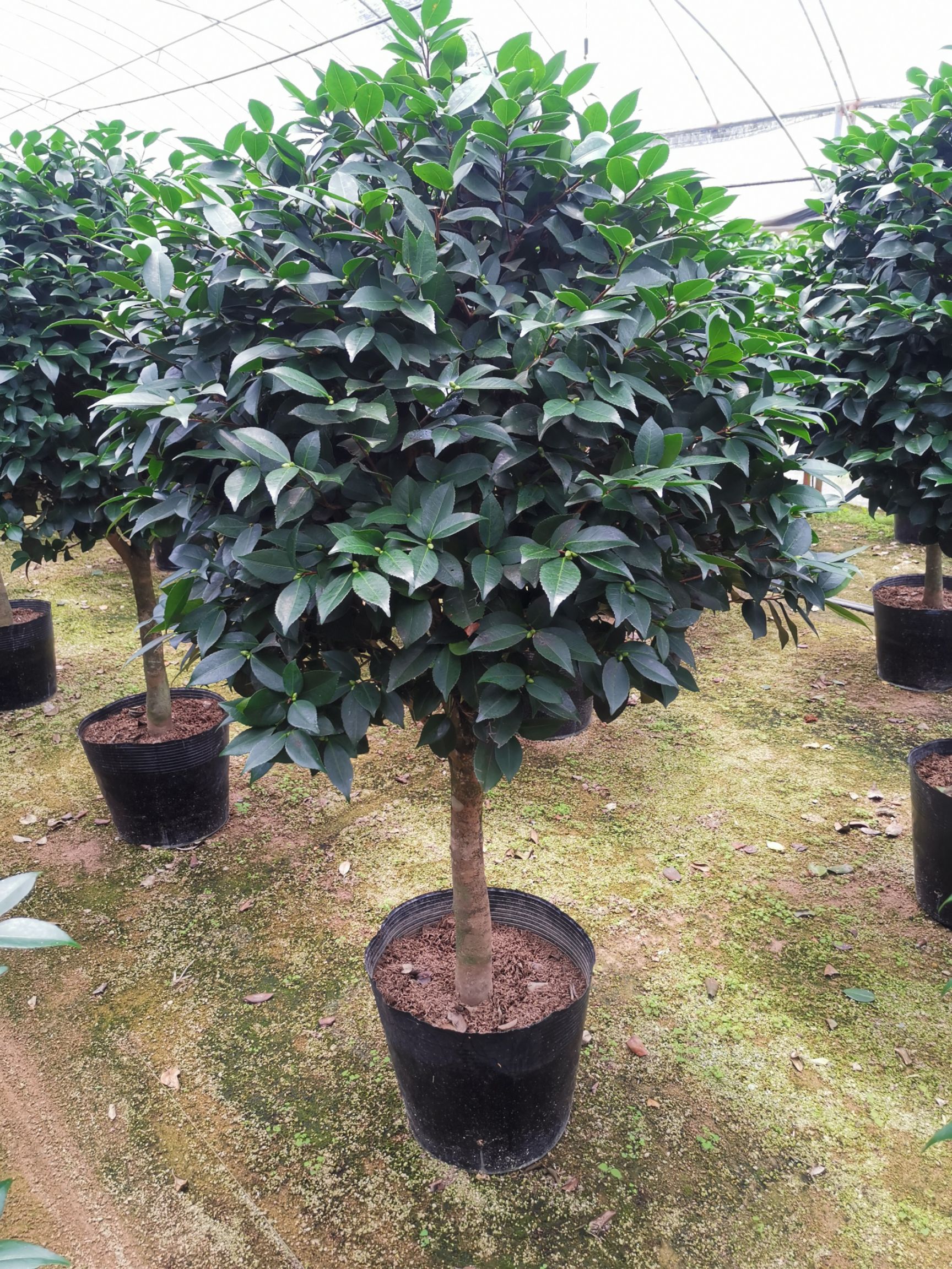 大香烈香香妃茶花盆栽浓香型四季带花苞特大树苗室内客厅室外庭院