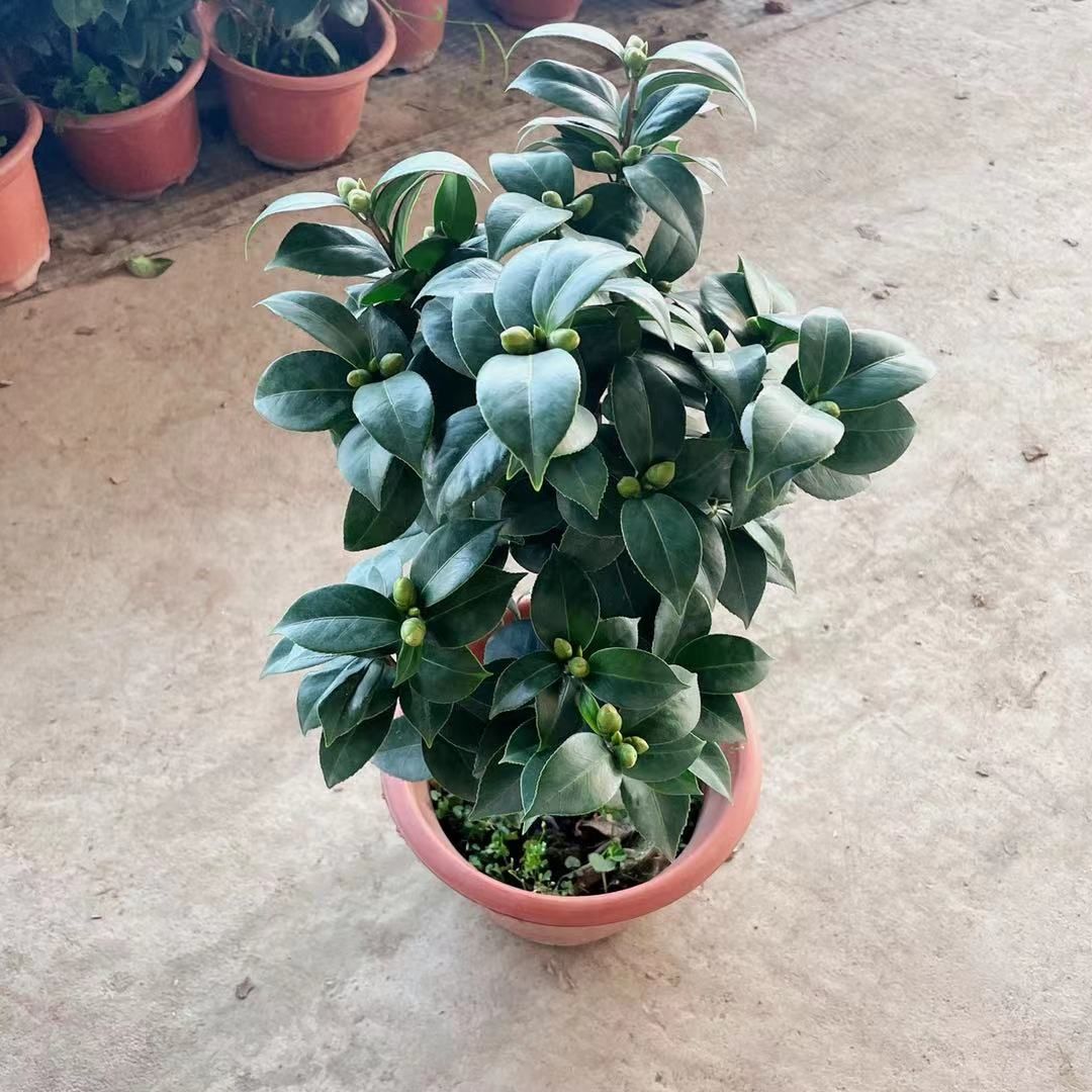 茶花树 30~50cm 