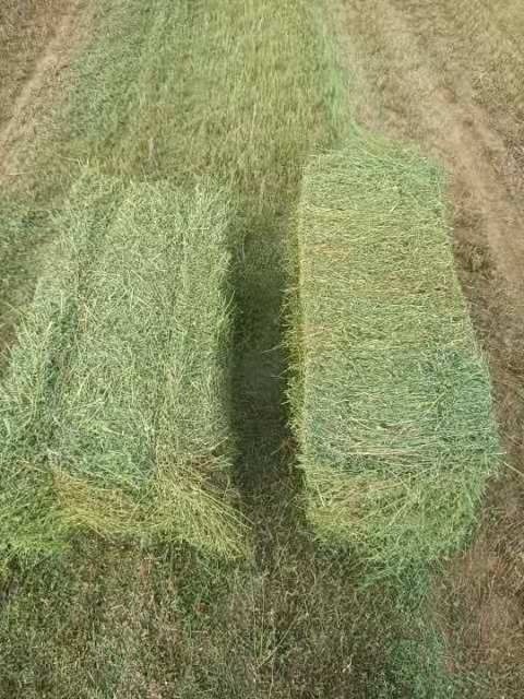 鄂托克旗 苜蓿草