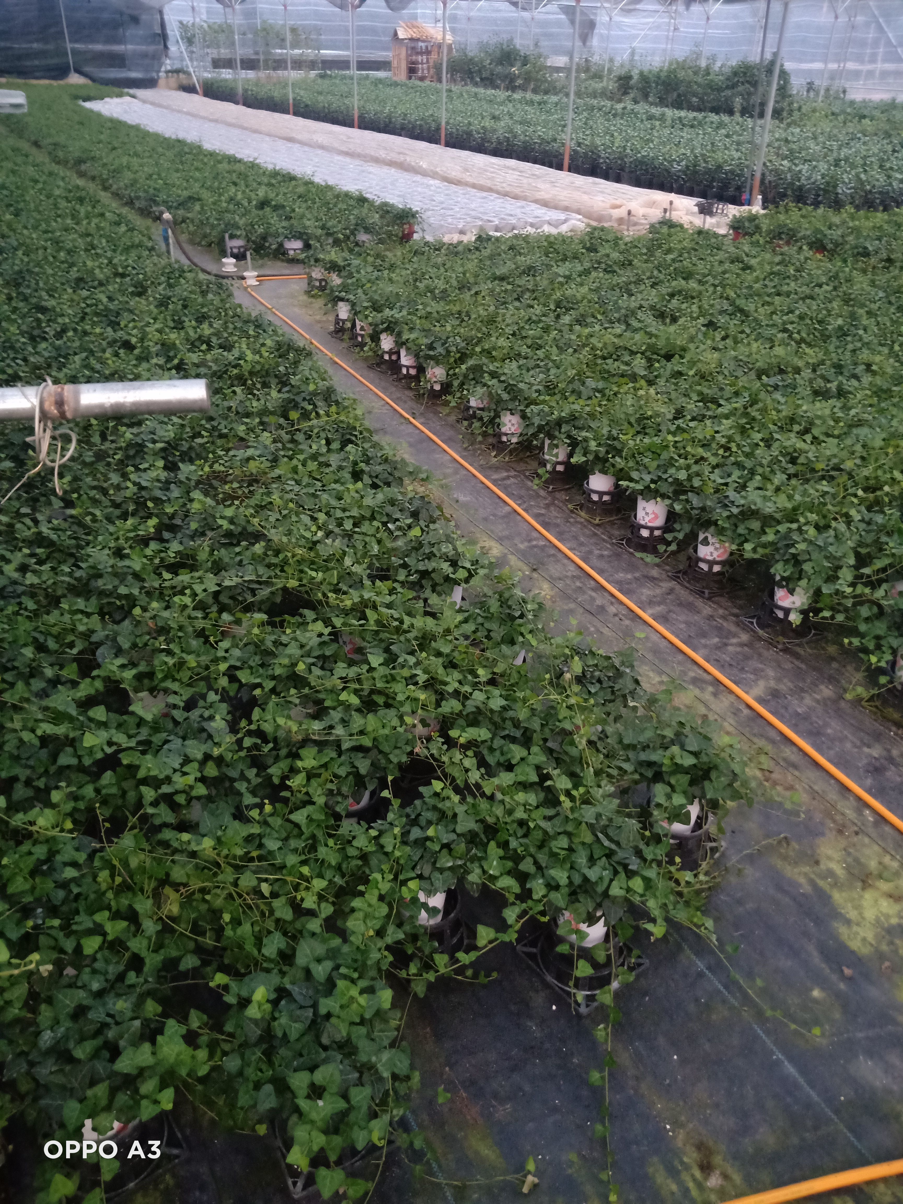 青叶常青藤盆栽苗福建龙岩永福镇基地批发价保质保量原盆原土发货