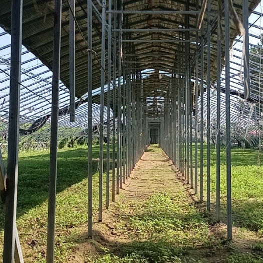 邱县 14个种植大棚出租，7冷，7温