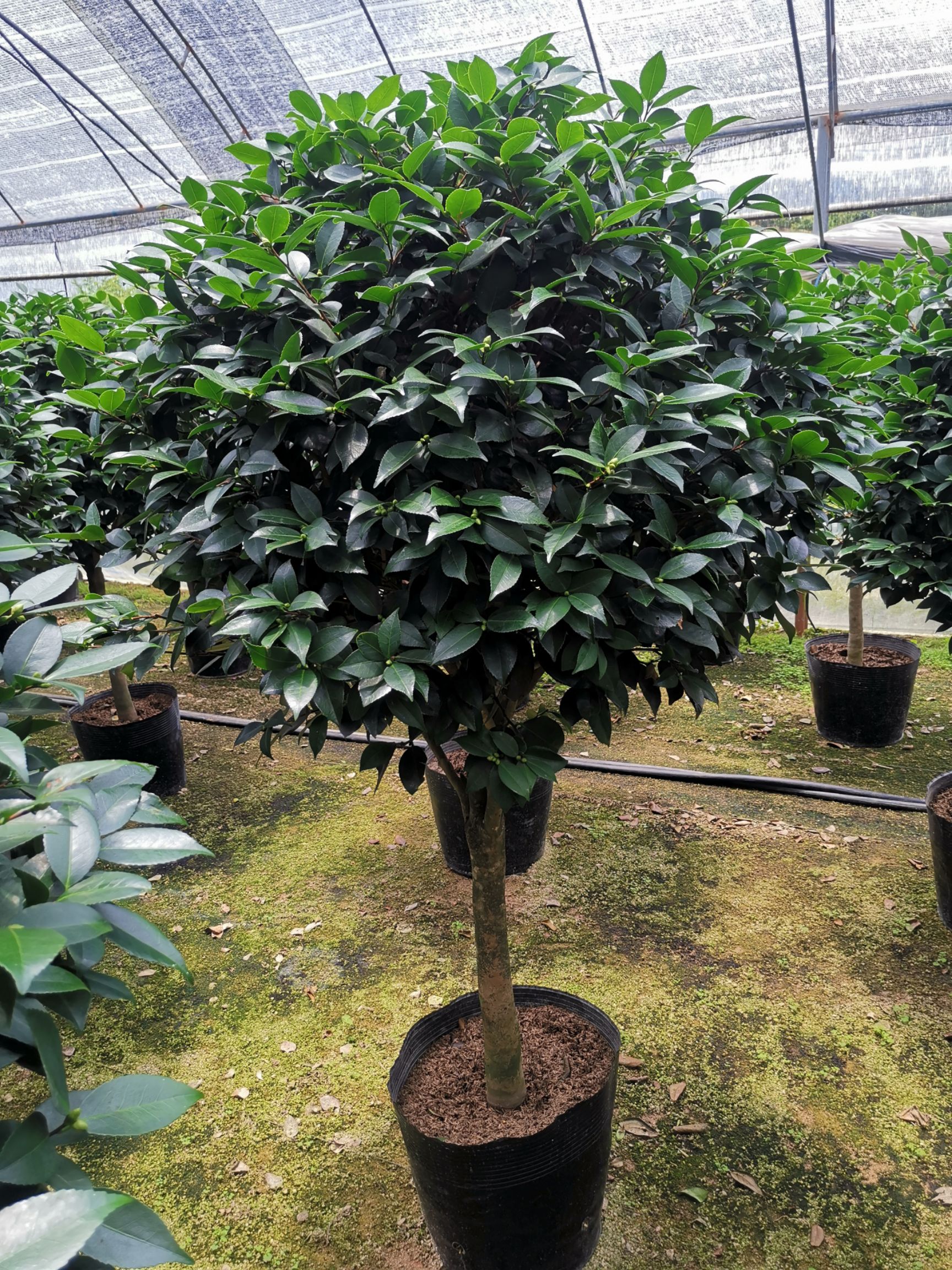 大香烈香香妃茶花盆栽浓香型四季带花苞特大树苗室内客厅室外庭院