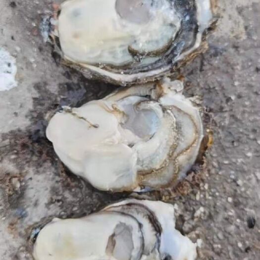 大连三倍体生蚝 大连三倍体1-4规格，肥货