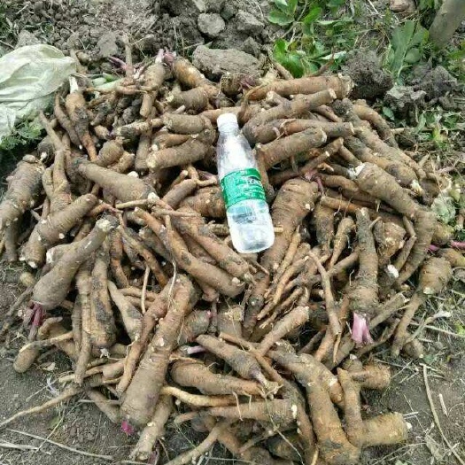 亳州大量收购鲜白芷500吨，欢迎广大种植户前来洽谈合作