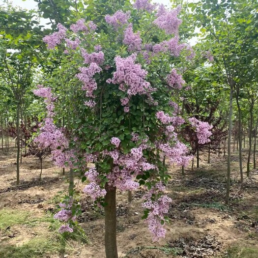 许昌垂枝丁香