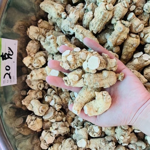  西洋参粒头 干西洋参4-6年