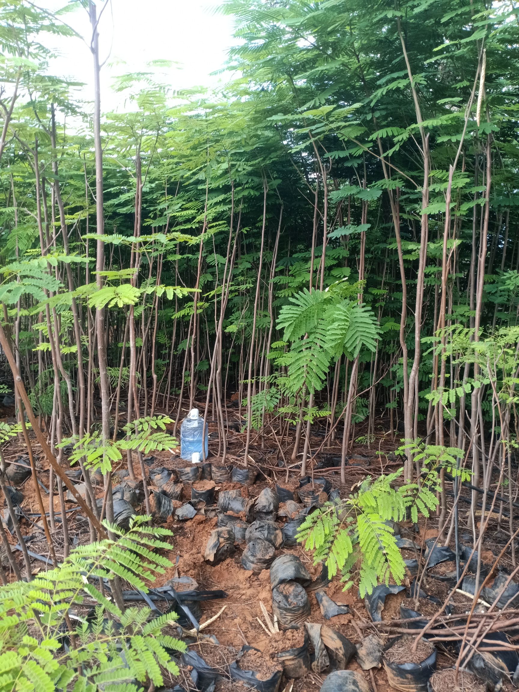  凤凰木
