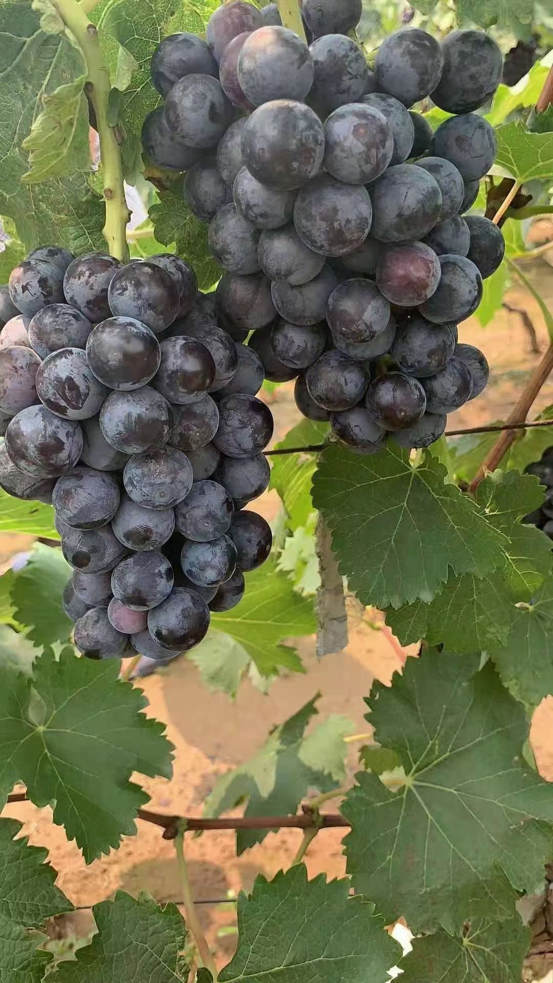 夏黑葡萄