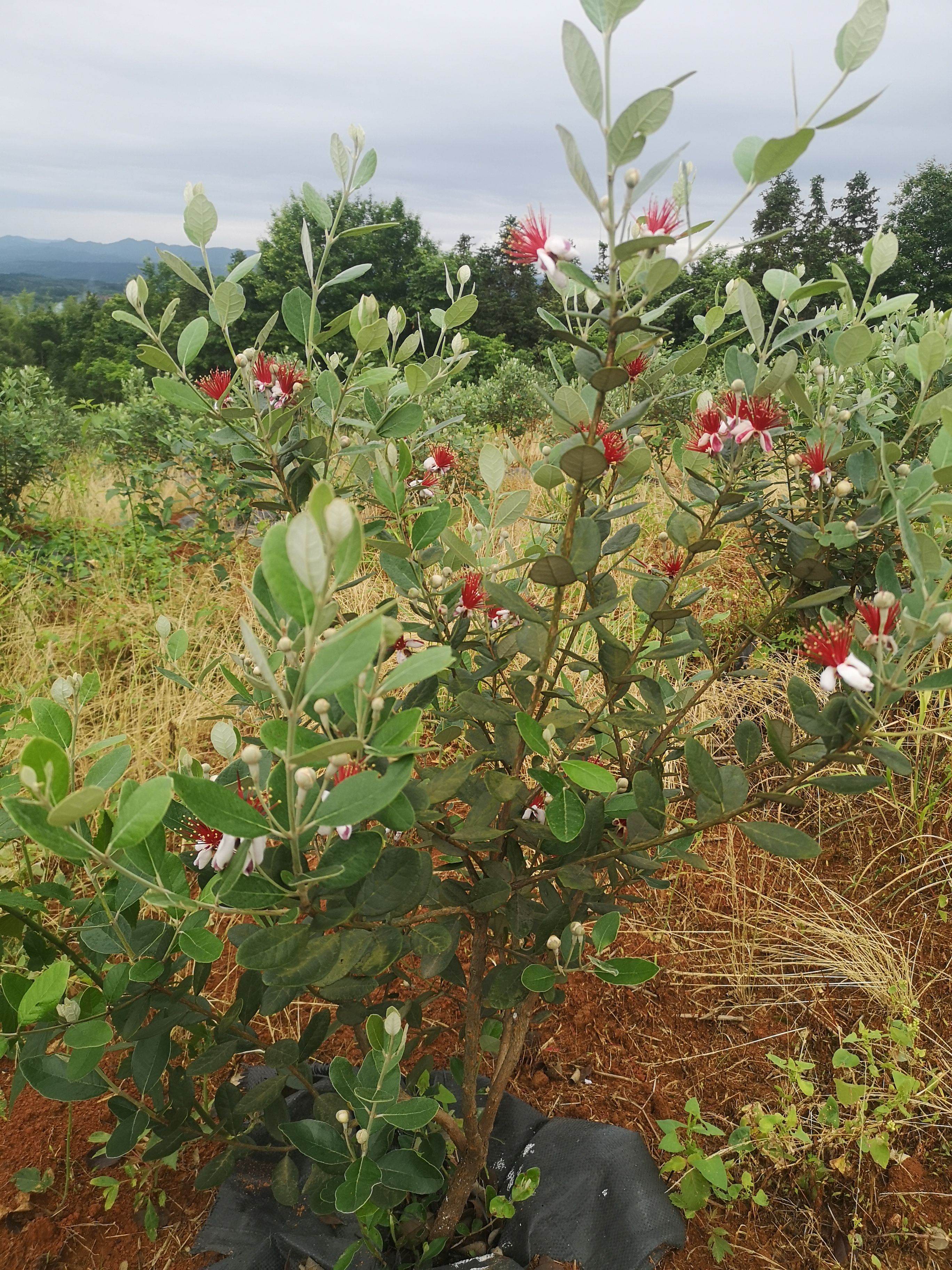 菲油果苗  湖南菲油果挂果树批发零售品种纯正