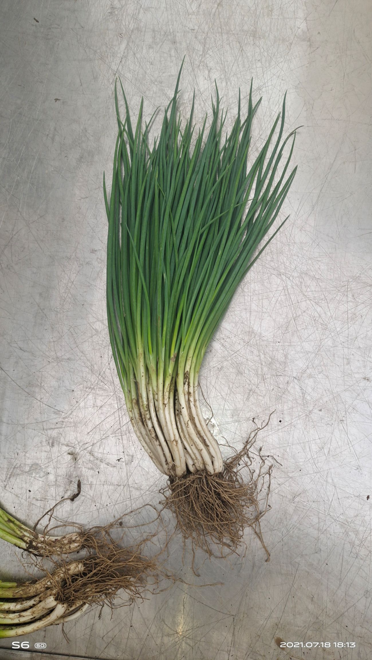 四季葱  长年供应四季小葱