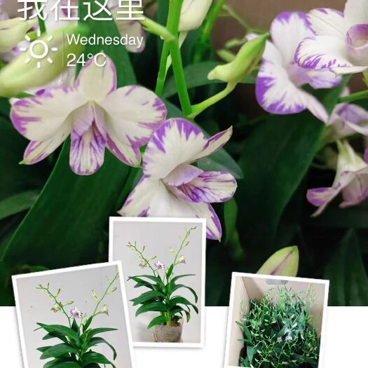 广州玫瑰石斛盆栽 