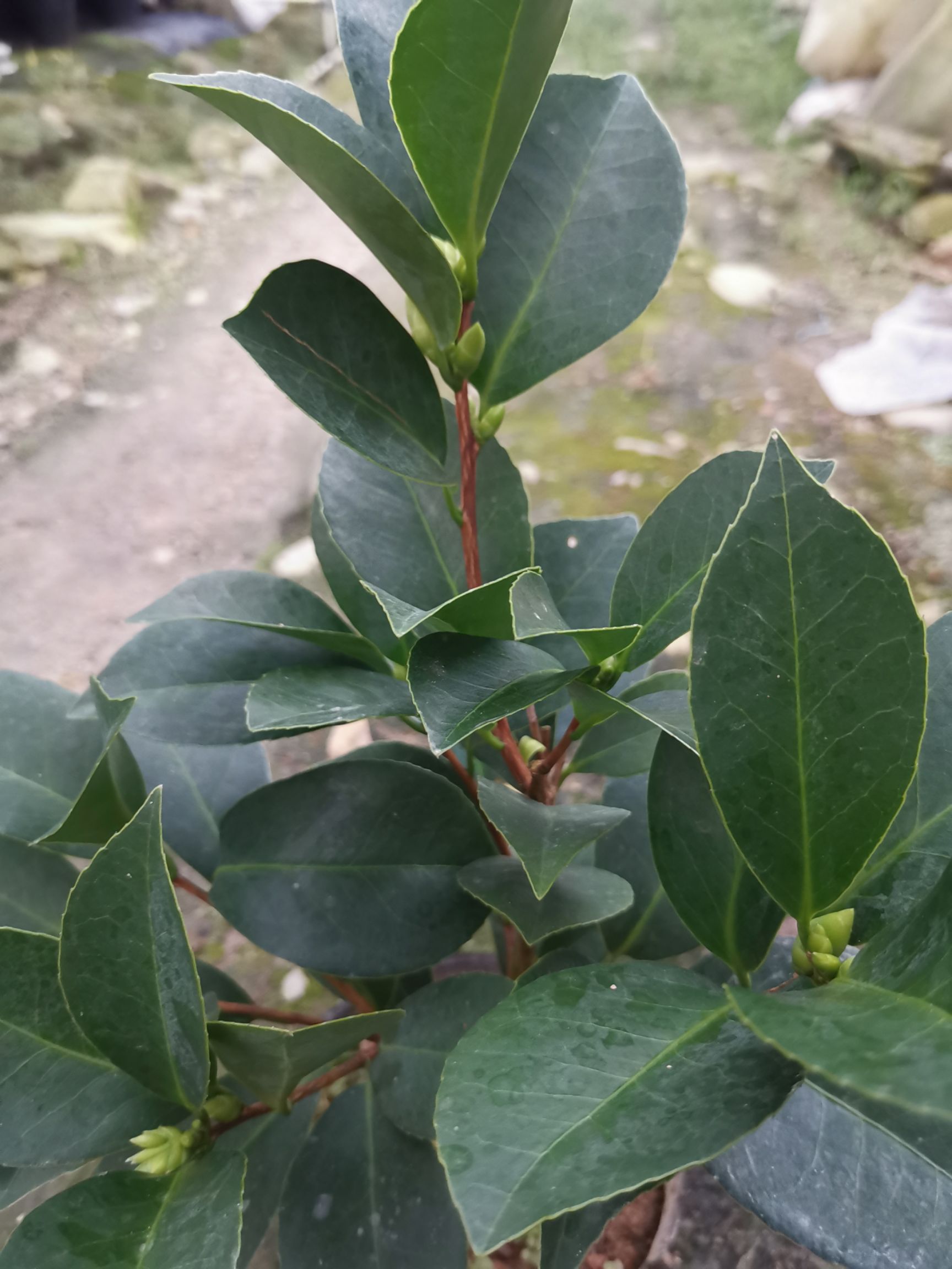 四季茶花夏日七心树苗盆栽带花苞重瓣新品种阳台植物花卉开花不断