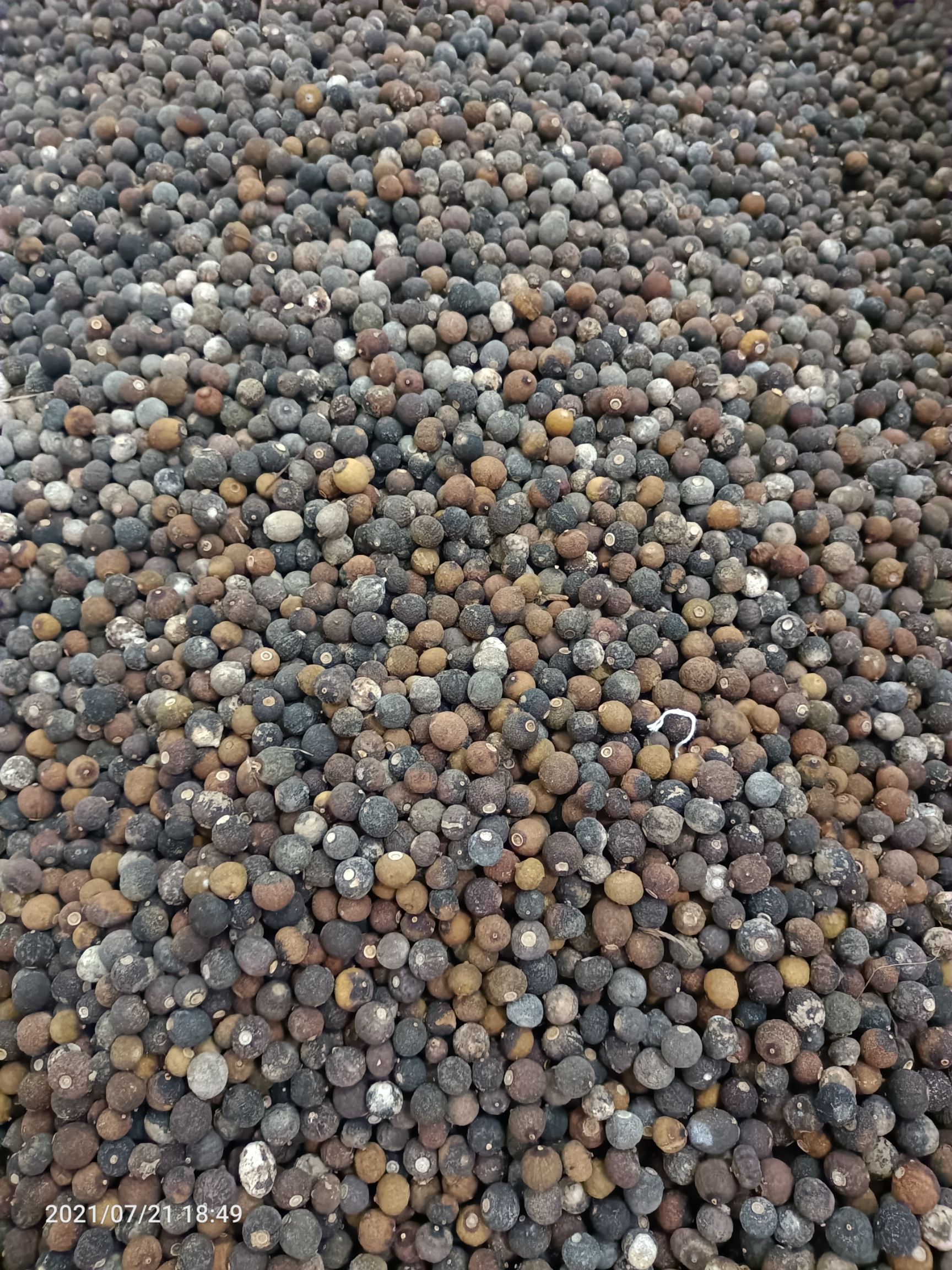 湖南甜橙枳实圆个1.3下小子大量上市全国发货