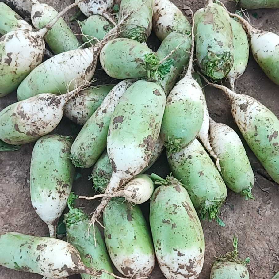 三门峡高山青萝卜