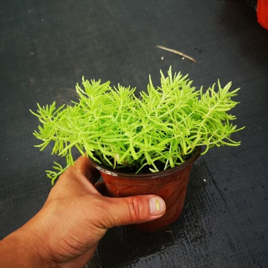 鄢陵县 佛甲草