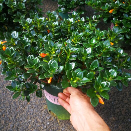 龙岩金鱼草花卉红金草盆栽花绿宝金鱼花