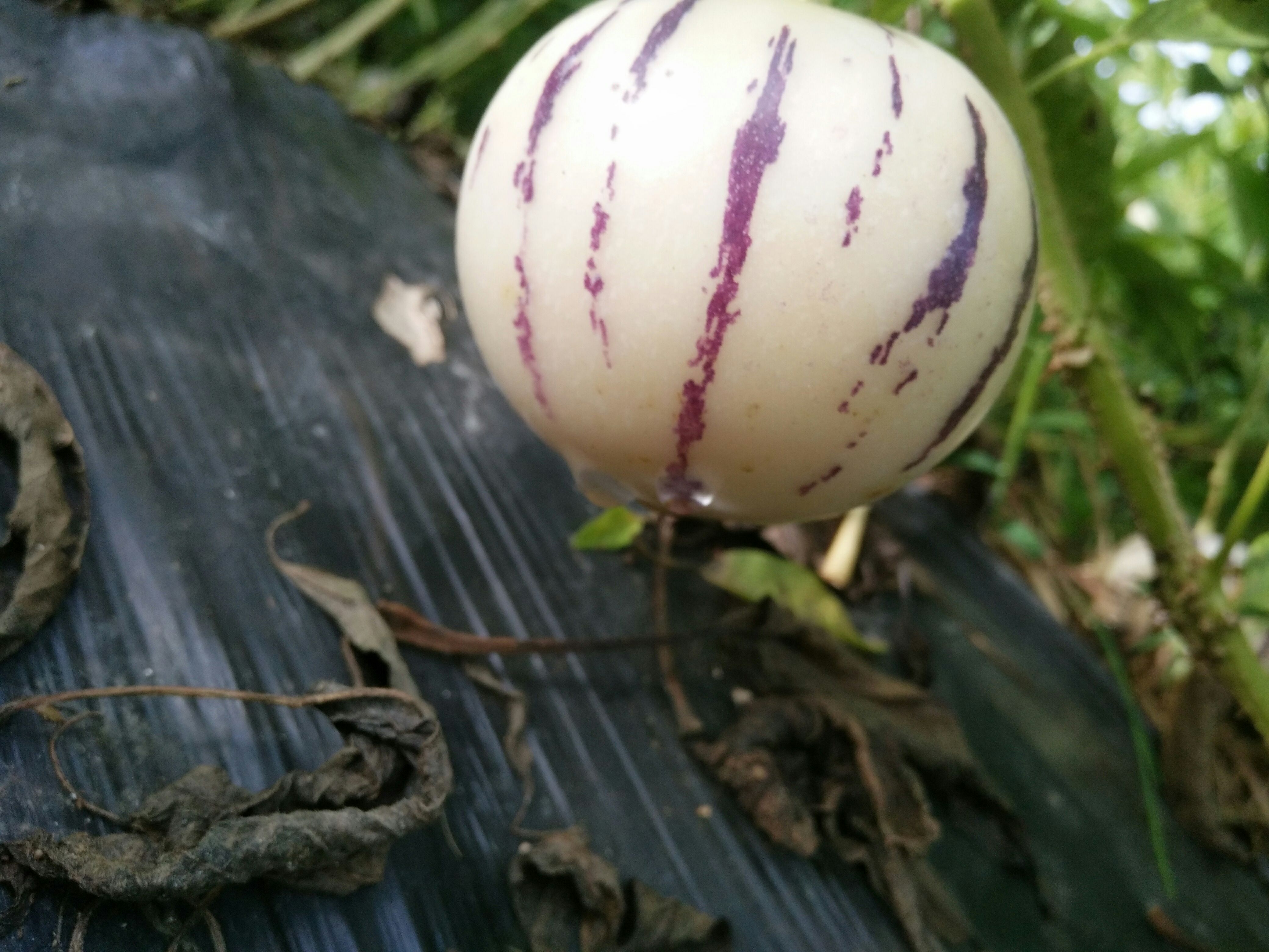 人参果 富晒清甜  皮薄多汁人生果