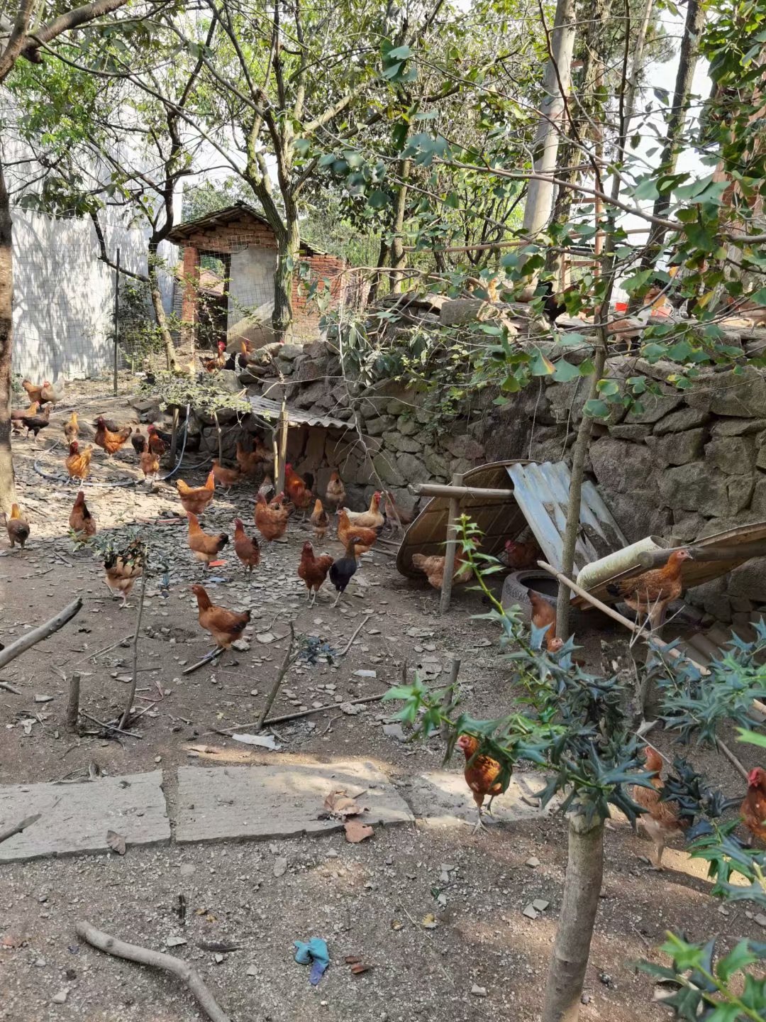 大别山散养土鸡蛋