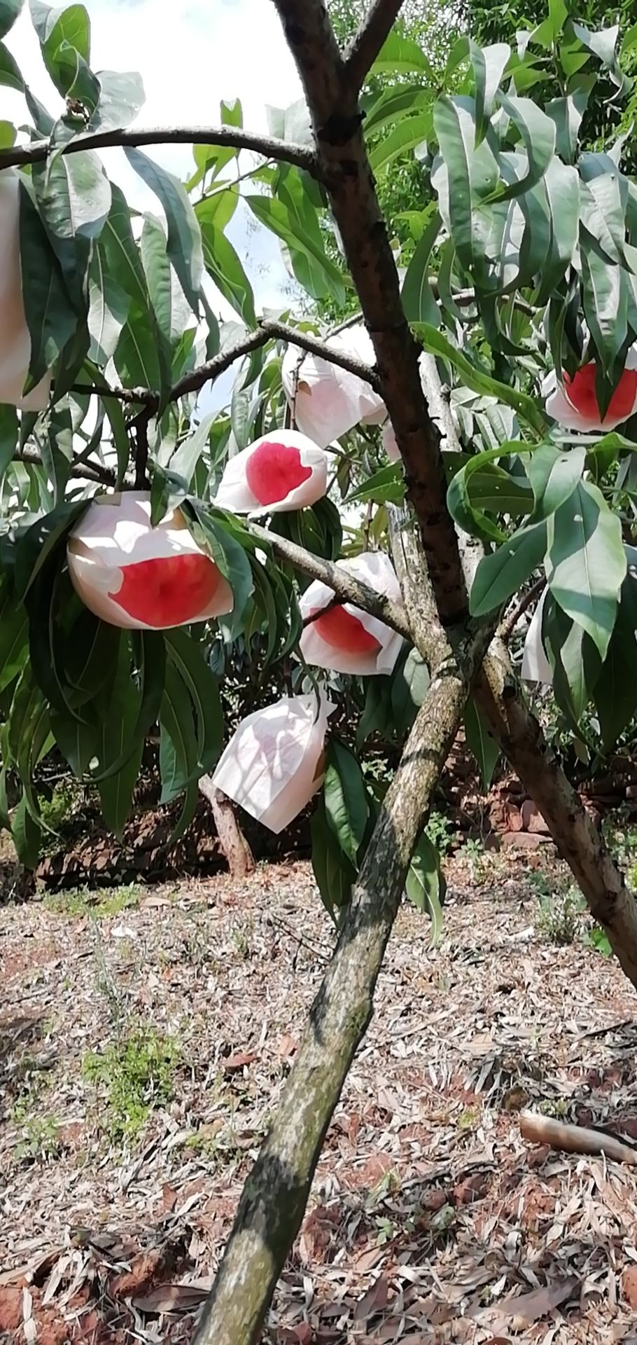 胭脂脆桃 龙泉驿水蜜桃，果园当天採摘发货，新鲜营养，脆甜香。