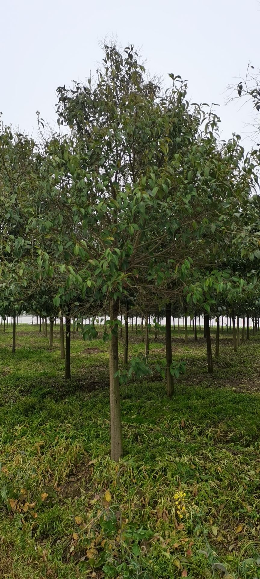 大叶女贞6～7公分