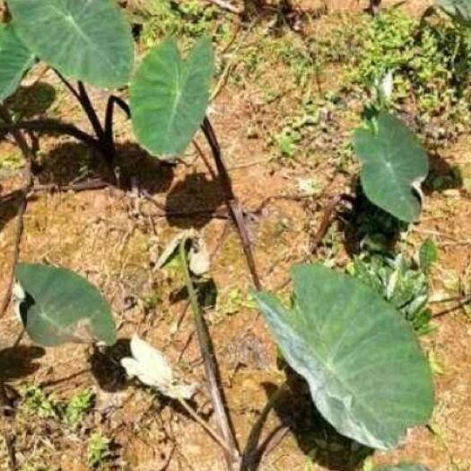 镇宁县香芋 新鲜芋头，现挖现卖