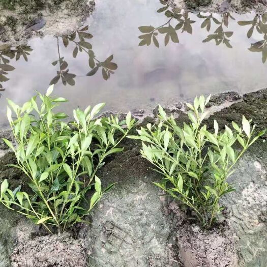 杭州 小叶栀子