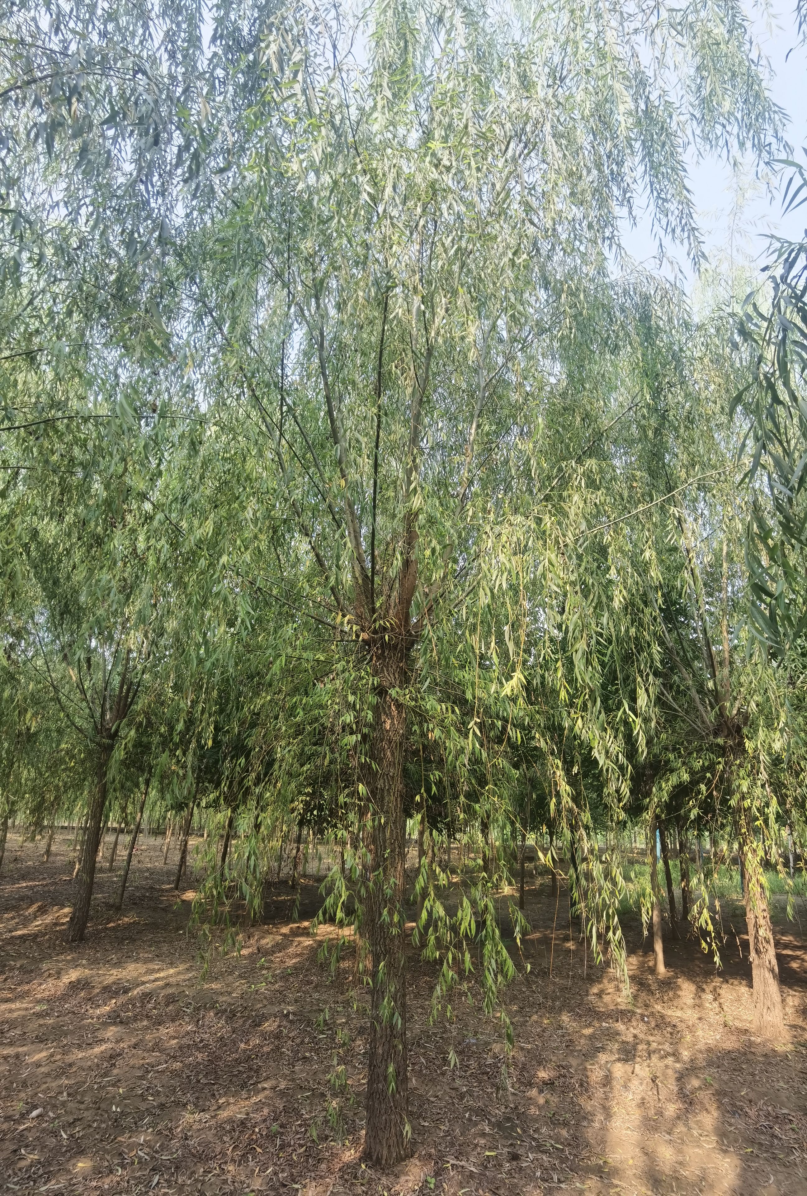 垂柳3-20公分青皮垂柳，金丝垂柳，旱柳，馒头柳，竹柳