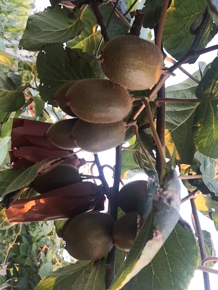 翠香猕猴桃 农家果园翠香猕胡桃产自猕胡桃之乡