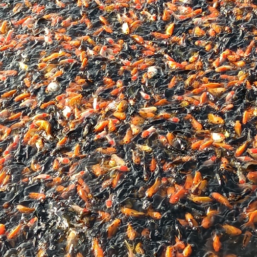 郯城县 小红草池塘红草鱼草金鱼红草苗