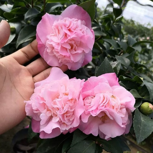 广州大香烈香香妃茶花盆栽浓香型四季带花苞特大树苗室内客厅室外庭院