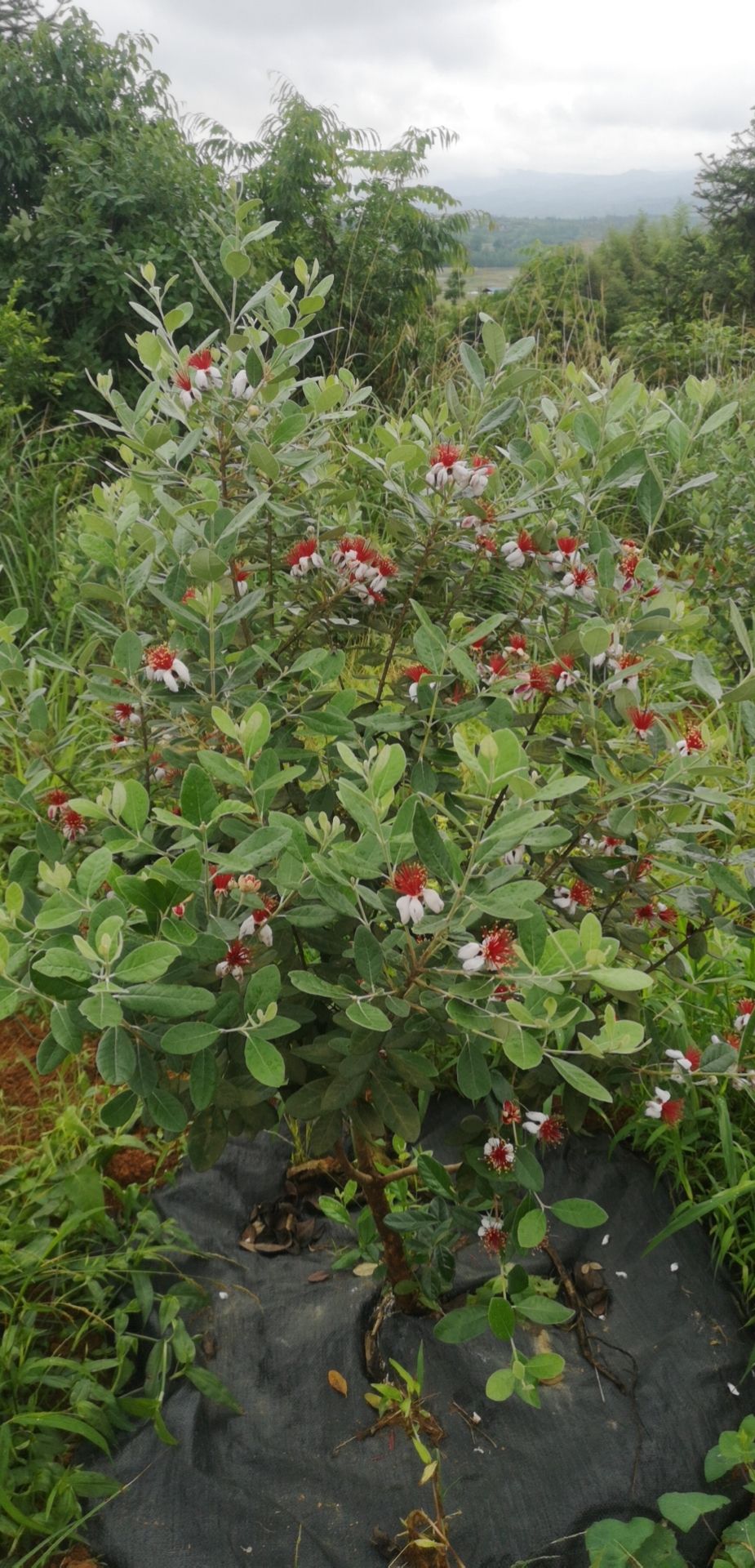 菲油果苗  湖南菲油果挂果树批发零售品种纯正