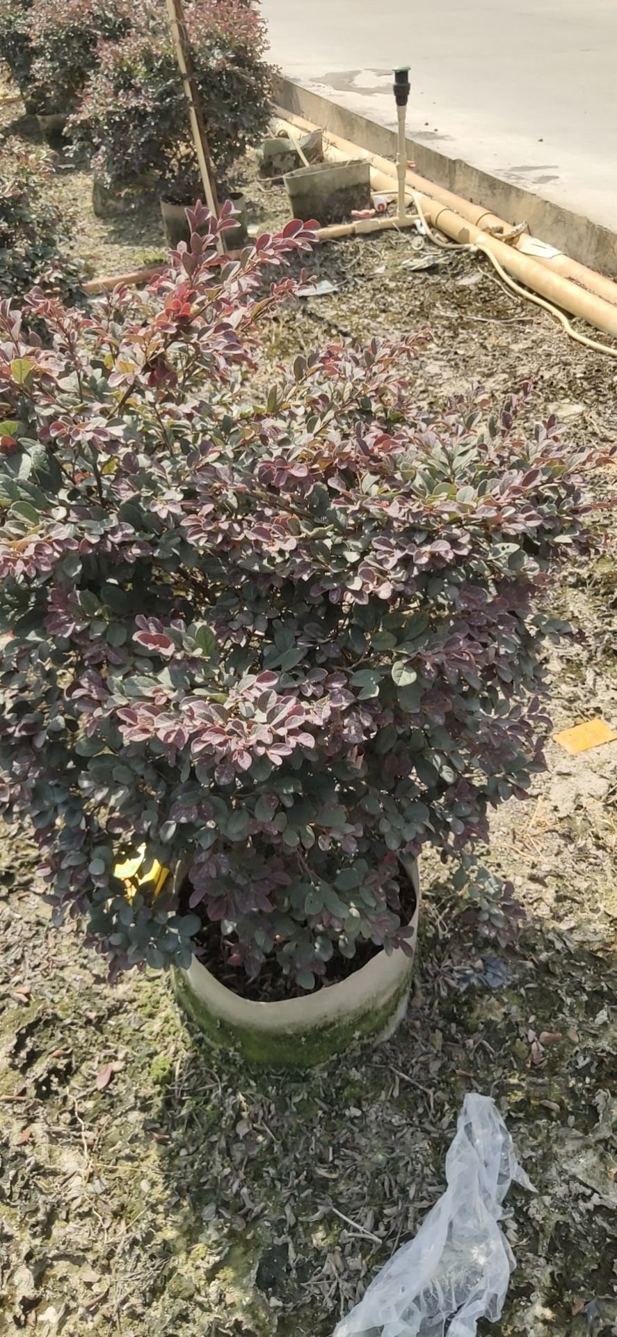 红花继木 红继木