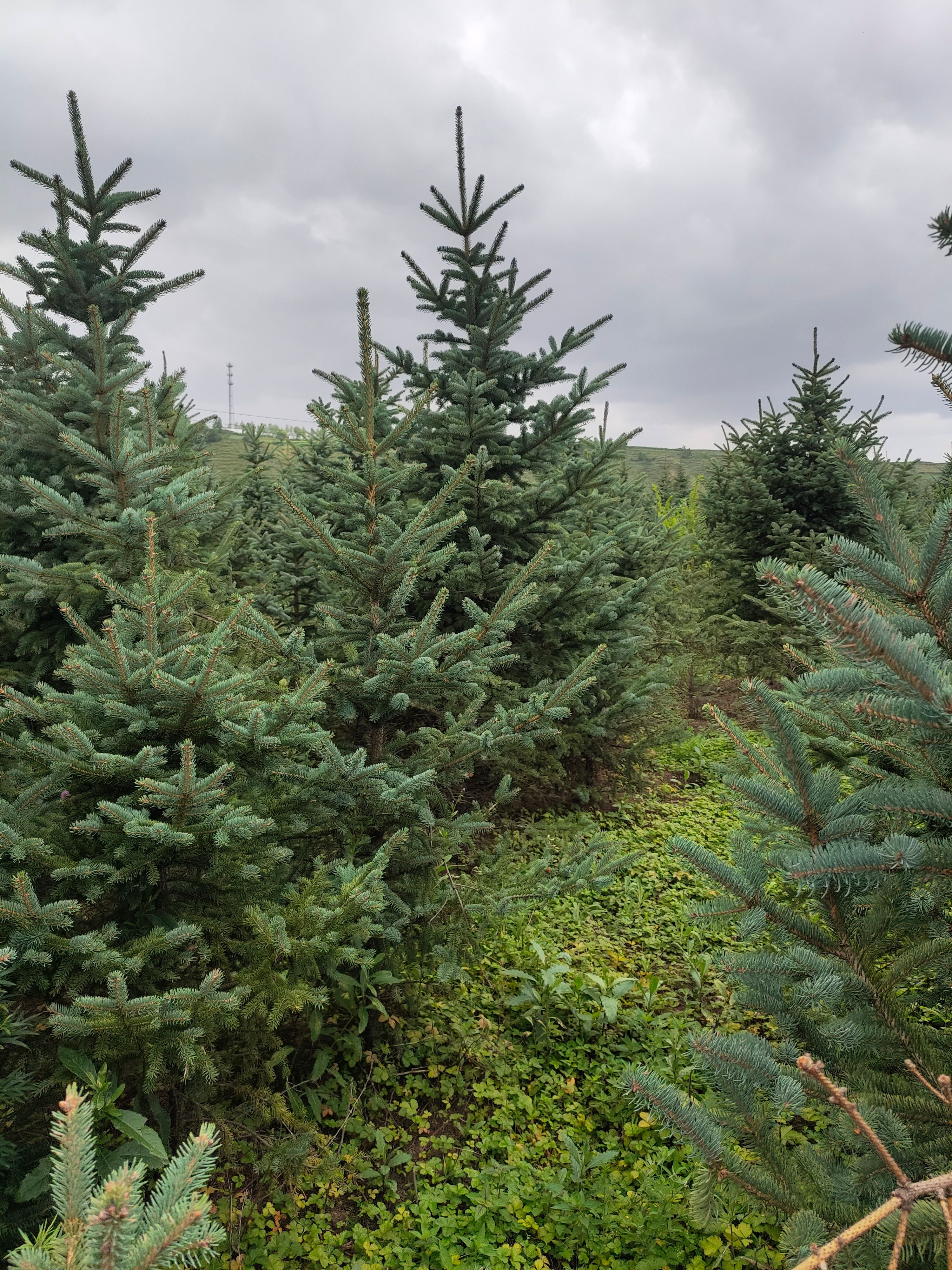 固原云杉  大小规格云杉出售