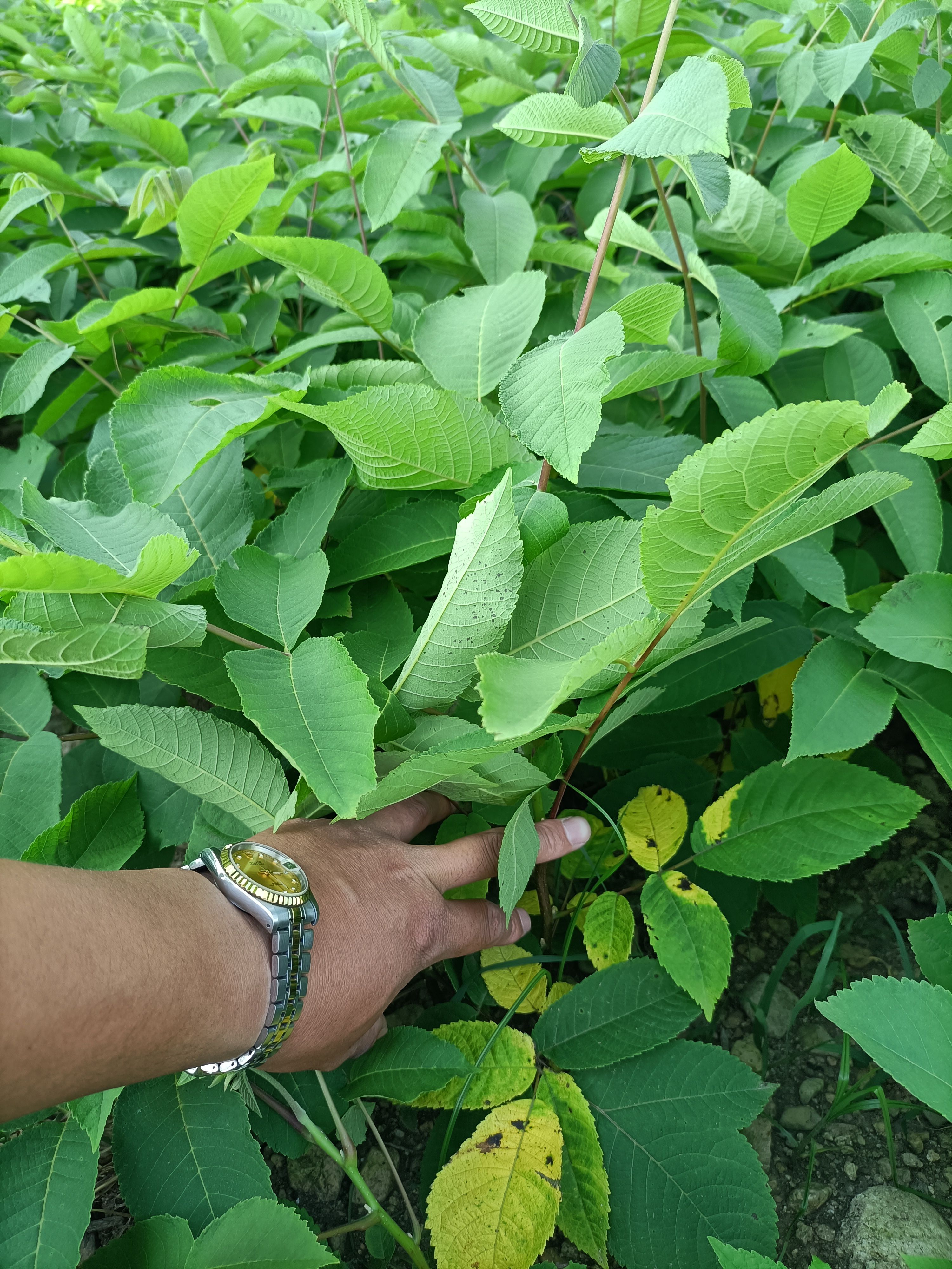  核桃苗，山核桃苗，哪卖核桃苗，哪有核桃苗