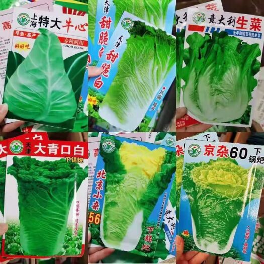 成都快菜种子 秋季菜种 品种齐全厂家一手货源 价格美丽 欢迎订购