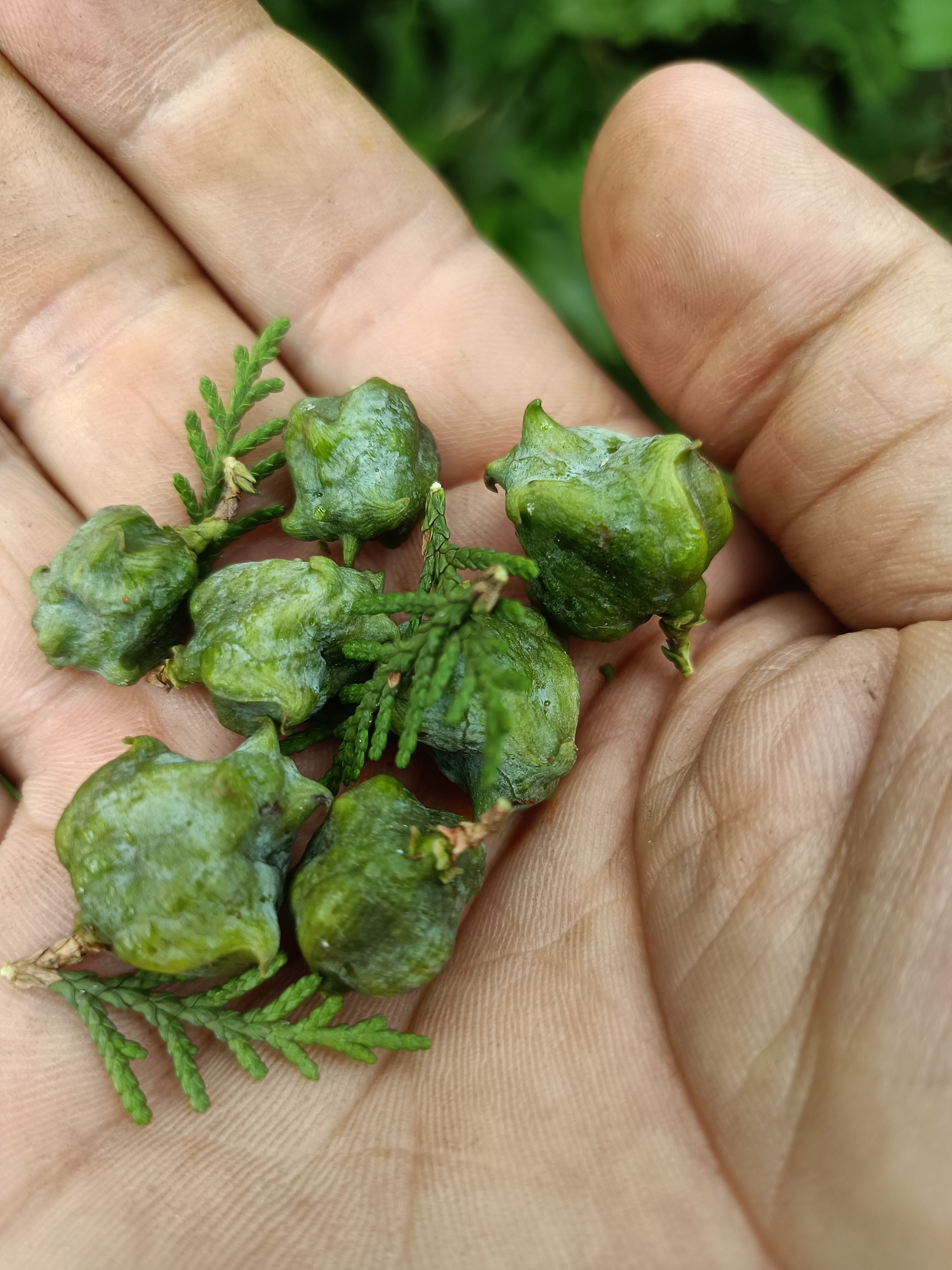 柏子仁  柏树籽柏籽仁2024新货现摘现发柏树果批发零售