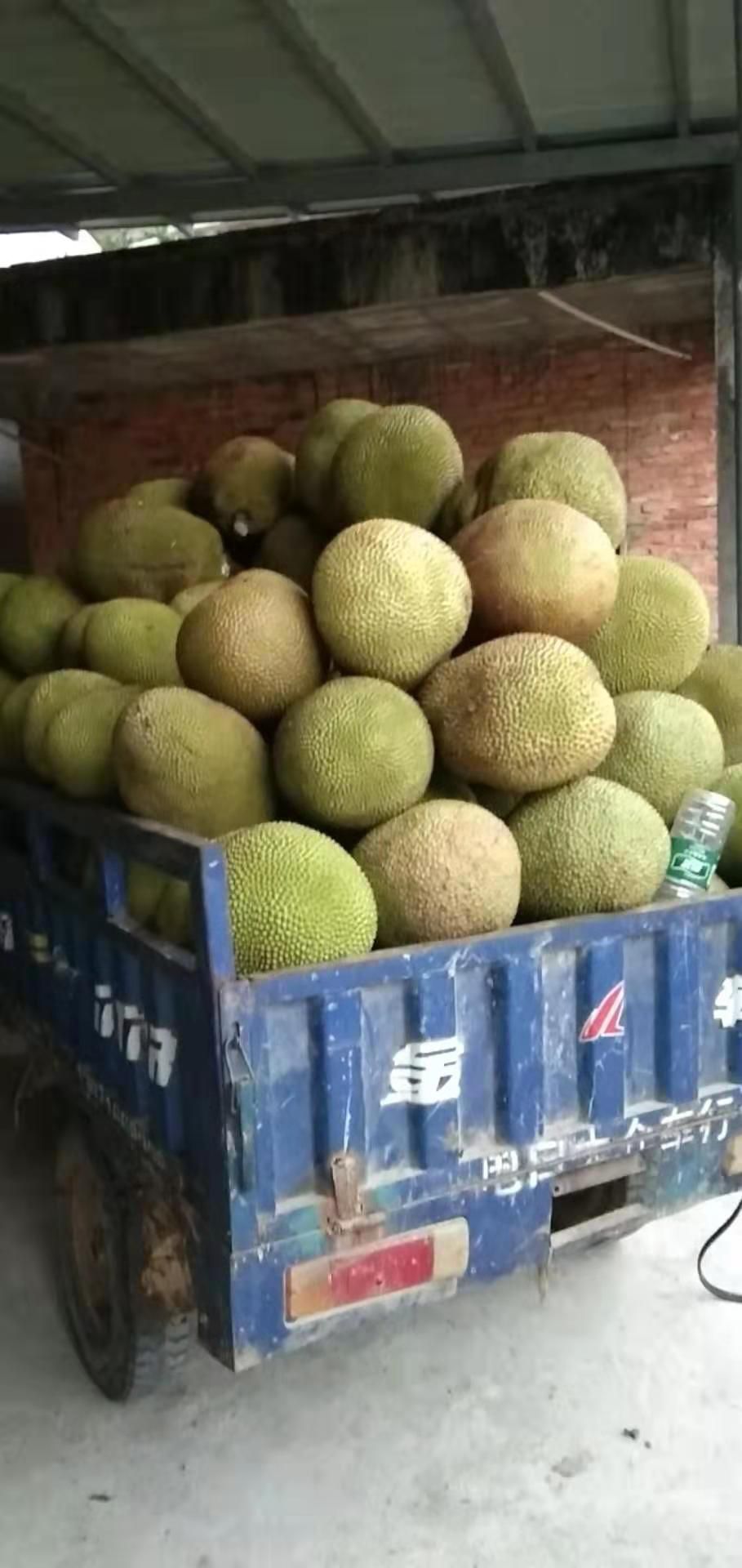 产地大量珍珠干包菠萝蜜包大肉厚果园直供价格实惠