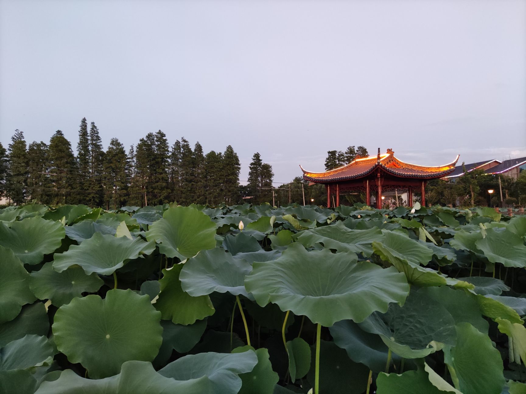 退锈莲藕，浙江湖州，鄂莲5号  ，品种有35，大地红