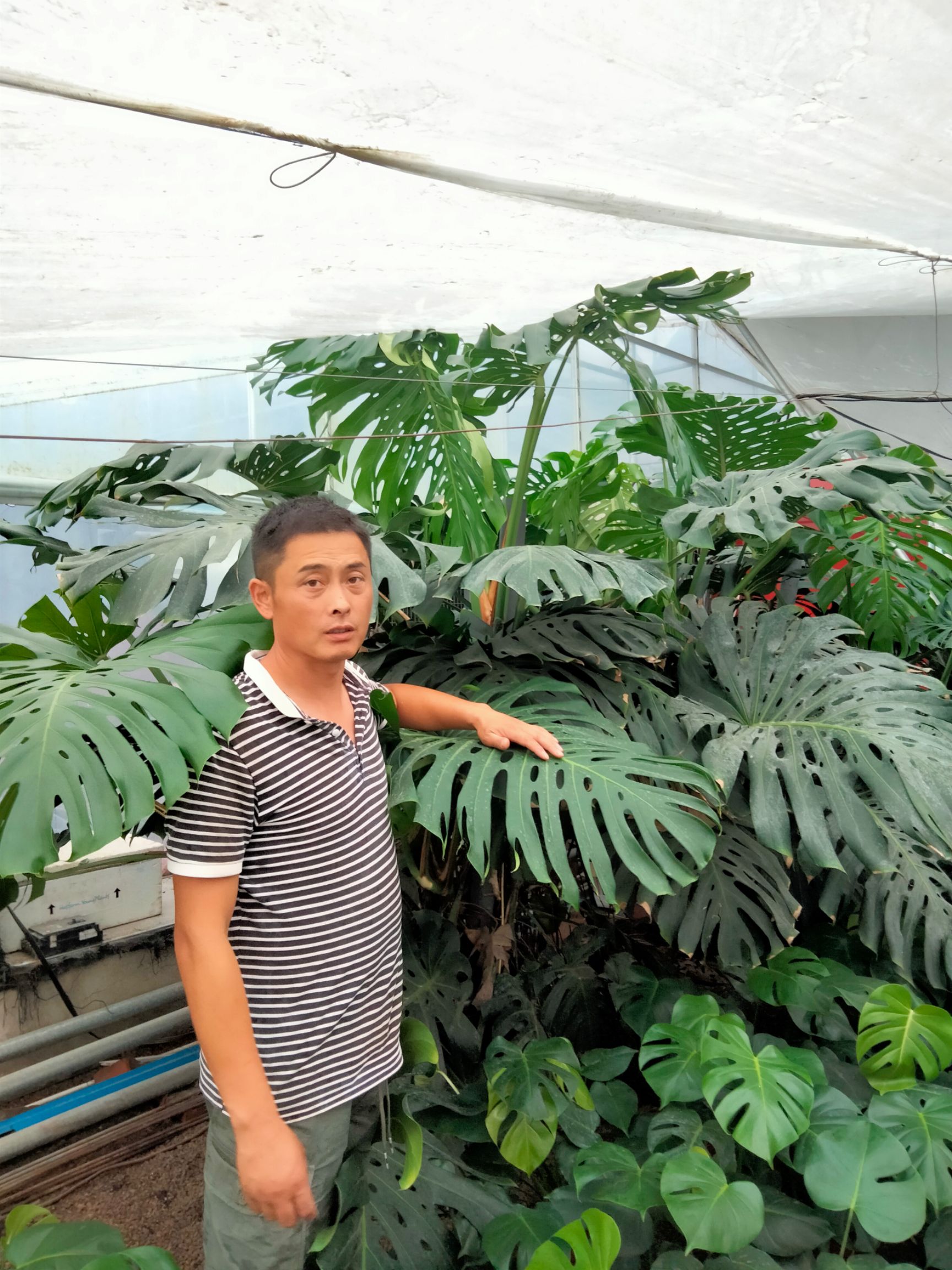  大棵龟背竹