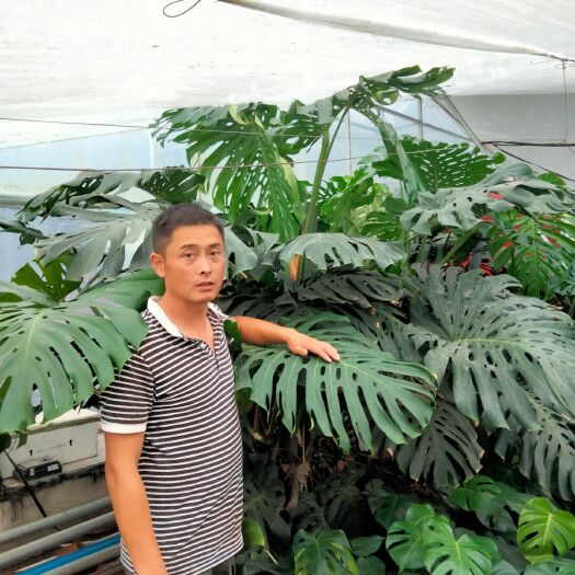青州市 大棵龟背竹