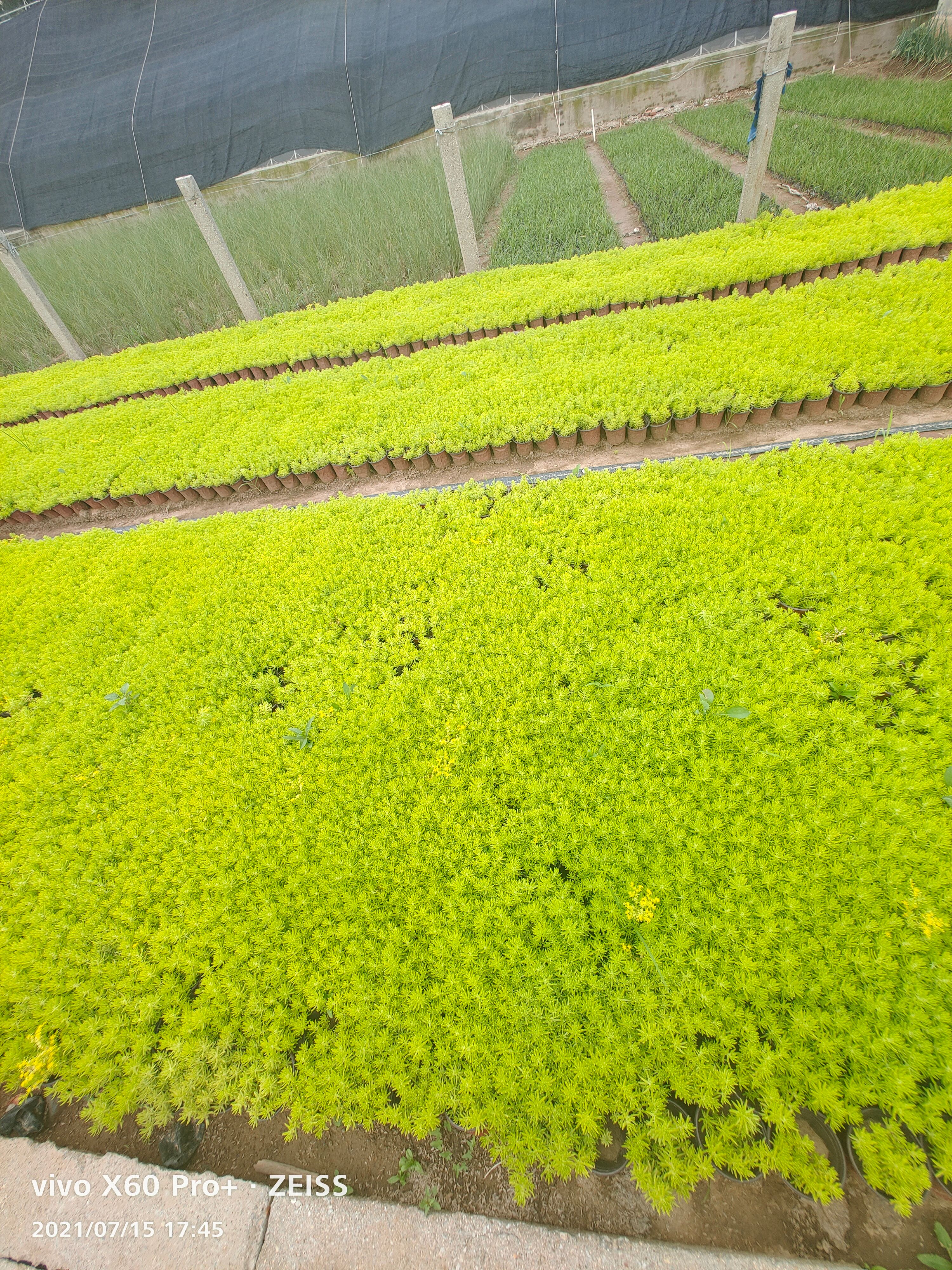  金叶佛甲草 多年生草本花卉