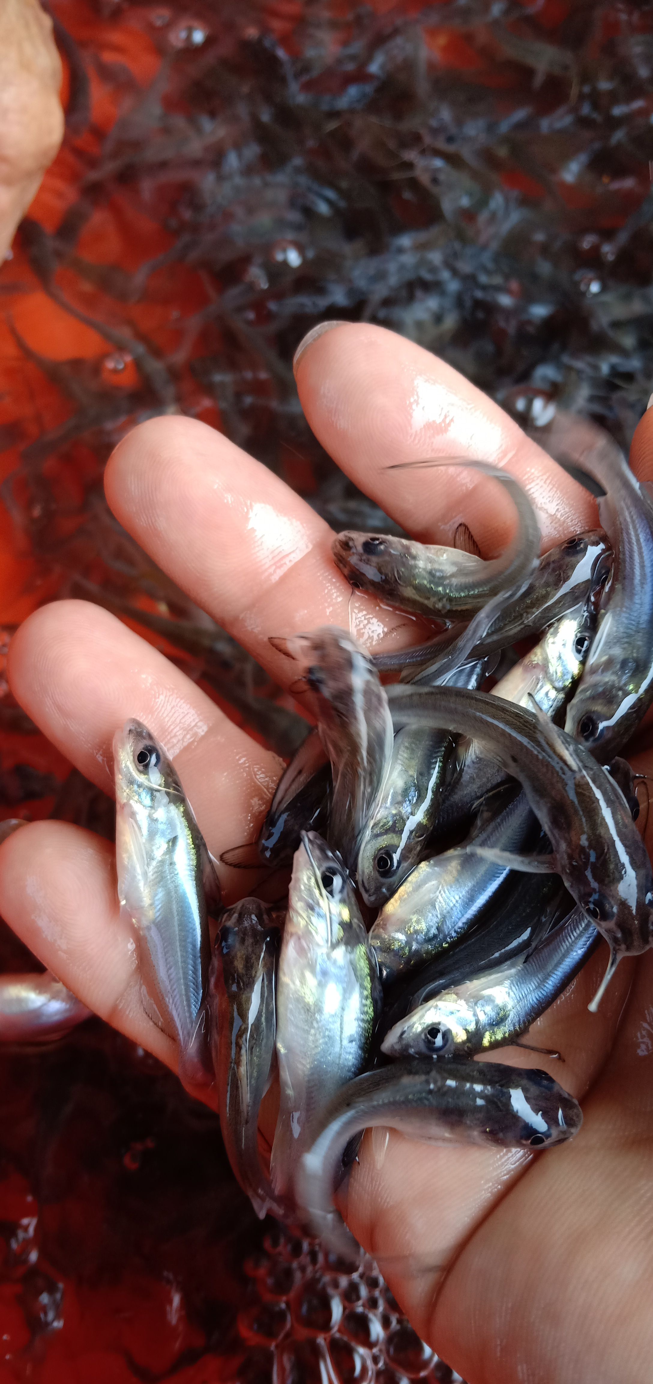 钳鱼苗3-5cm