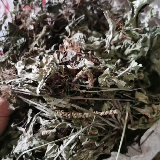  车前草