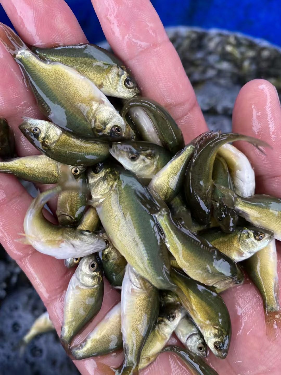 黄颡鱼  黄辣丁鱼苗