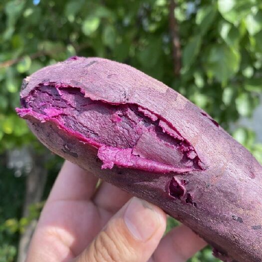 长沙紫罗兰紫薯  凌紫凌紫